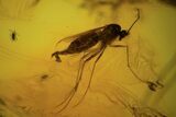Two Fossil Flies (Diptera) In Baltic Amber #90794-2